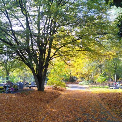 Allée arborée d’un cimetière en automne
