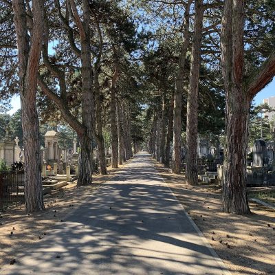 Allée bordée de pins dans un cimetière
